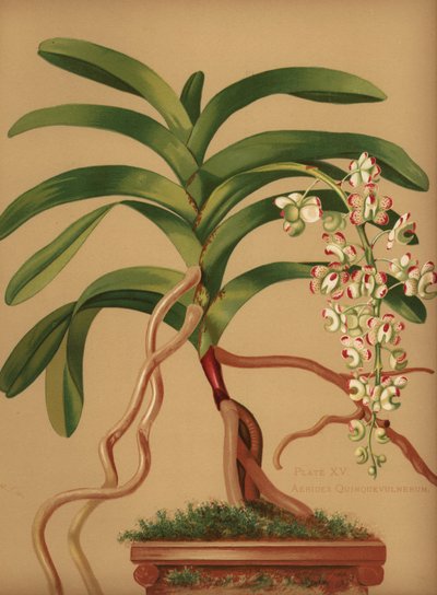 Orchidea coda di gatto o spazzola di volpe, Aerides quinquevulnera da Unknown